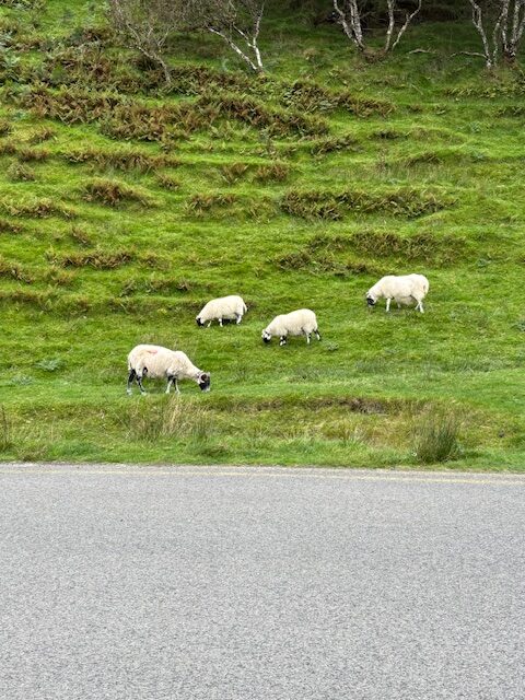 Moutons