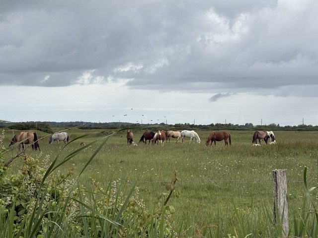Chevaux