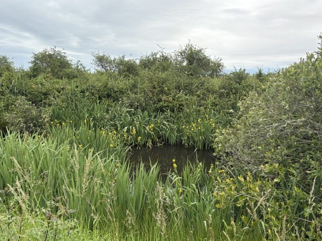 Jacinthes d’eau
