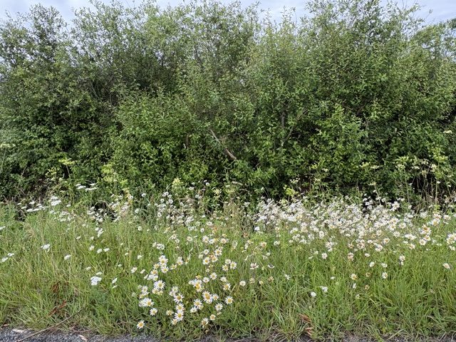 Marguerites