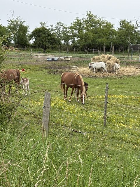 Chevaux