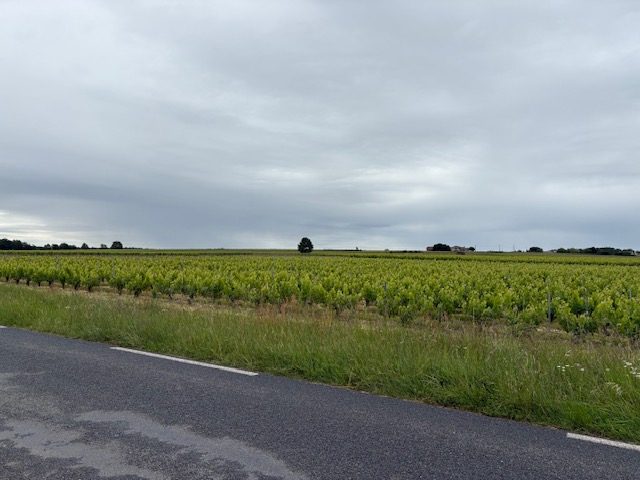 Vignes