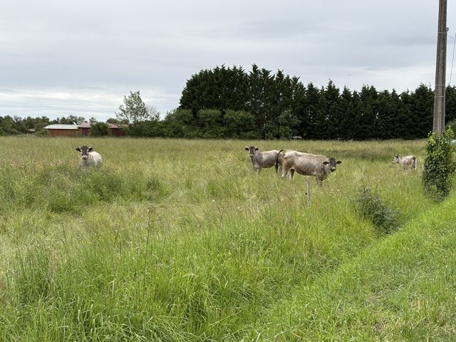 Vaches