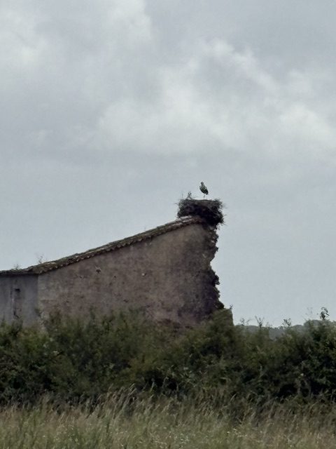Cigognes et bébé